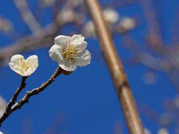 Close-up of white flowers blooming against blue sky