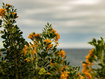 Close-up of yellow flowering plants against sky