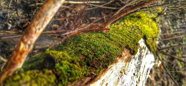 Trees growing in forest