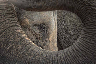 Eye of elephant in thailand,elephant asia