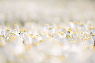 Close-up of flowers