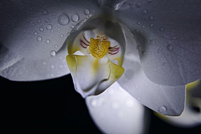 Close-up of water lily blooming outdoors