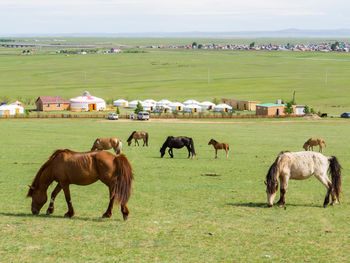 pasture