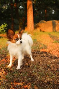 View of dog standing on field