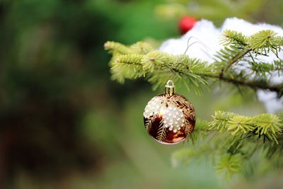Close-up of fruit on tree