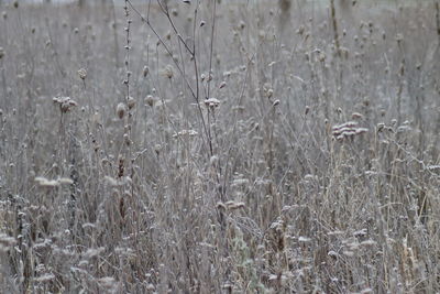 Full frame shot of plants on land