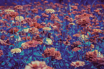 Close-up of purple flowering plants on field