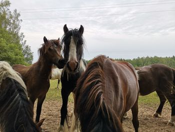 Horses in ranch