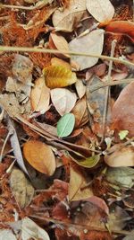 Full frame shot of dry autumn leaves