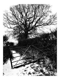 Bare tree against sky