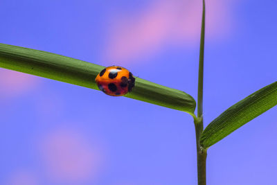 Close-up of ladybug on plant against blue sky