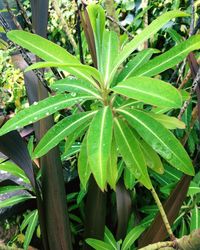 Plants growing on a tree