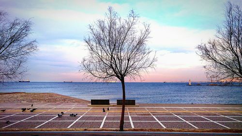 Bare trees against cloudy sky