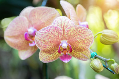 Close-up of pink orchid