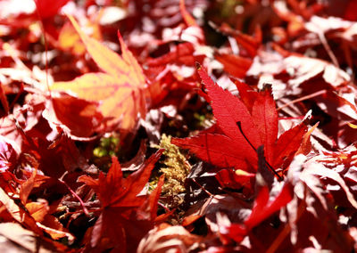 Close-up of maple leaves