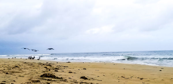 Seagulls on beach