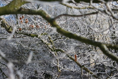 Close-up of frozen tree branches during winter