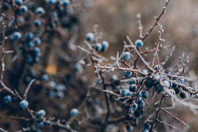 Close-up of dried plant