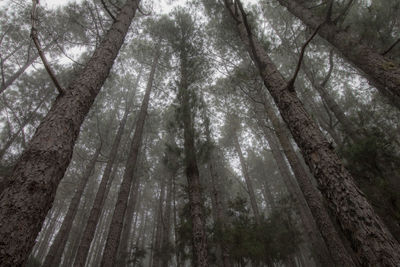 Low angle view of bamboo trees in forest