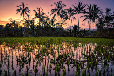 Scenic view of lake against sky at sunset