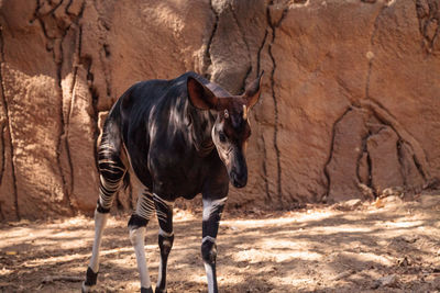 Mammal standing against rock formation at forest