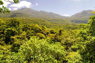 View of trees in forest