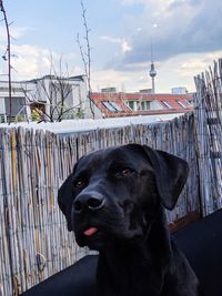 Close-up of a dog looking away