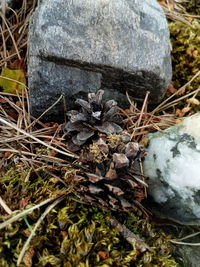 Close-up of plants