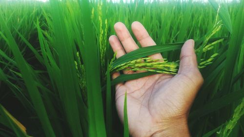 Cropped image of hand holding crops in field