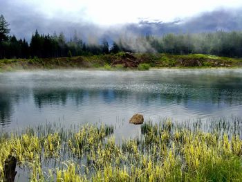 Scenic view of lake in forest against sky