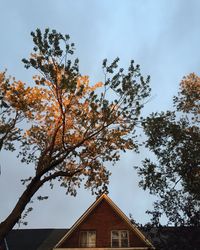 Low angle view of tree against sky