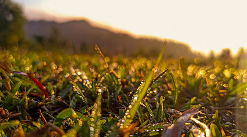 Close-up of grass growing in field