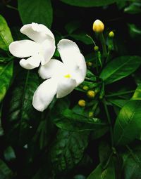 Close-up of white flowers blooming outdoors