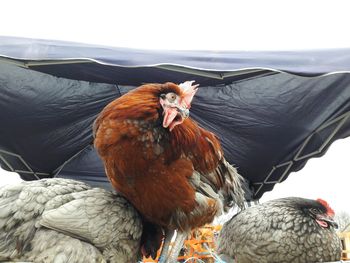 Close-up of bird against sky