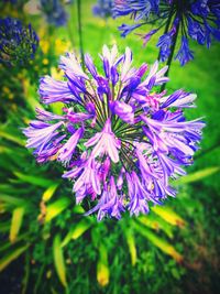 Close-up of purple flowers in field