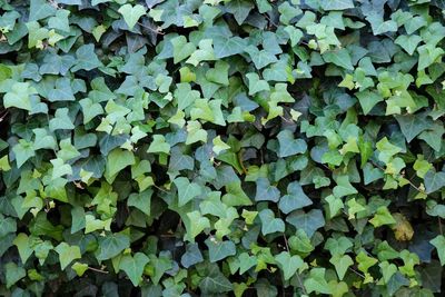 Full frame shot of ivy leaves