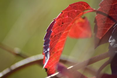 Close-up of red leaves on plant