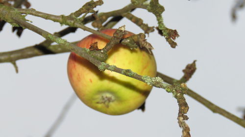 Close-up of fruit growing on tree