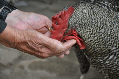 Cropped hands feeding chicken