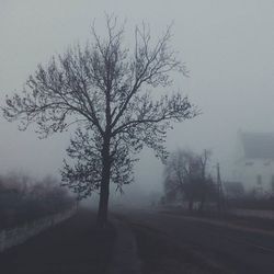 Road along trees in foggy weather