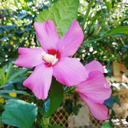 Close-up of pink flower blooming outdoors