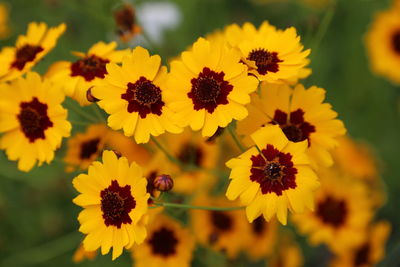 Close-up of bee on yellow flower