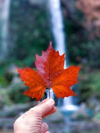Close-up of hand holding maple leaf during autumn