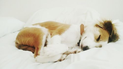 View of a dog sleeping in bed