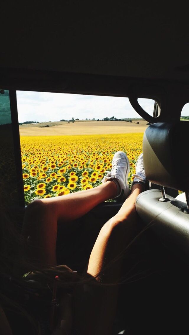 yellow, land vehicle, transportation, mode of transport, vehicle interior, indoors, window, car, sky, nature, travel, flower, chair, beauty in nature, vehicle seat, sunset, glass - material, landscape, field, day