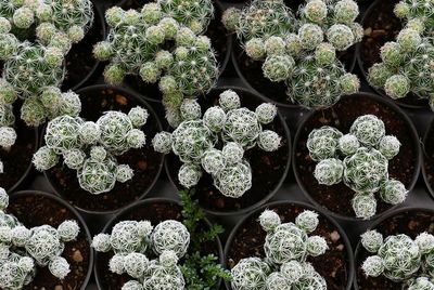 Directly above view of plants at greenhouse