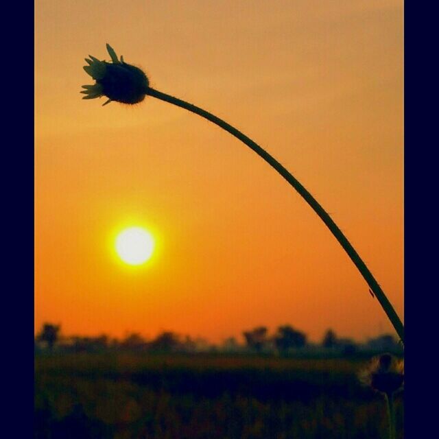 sunset, orange color, sun, beauty in nature, nature, plant, focus on foreground, tranquility, growth, field, scenics, sky, tranquil scene, silhouette, close-up, transfer print, auto post production filter, stem, clear sky, outdoors