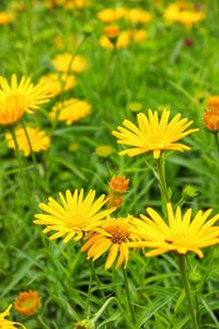 Close-up of yellow flowering plant on field