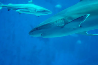 Fish swimming in sea