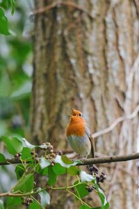 Close-up of a bird perching on branch